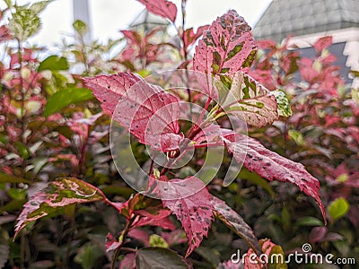 A close up of Acalypha wilkesina Stock Photo